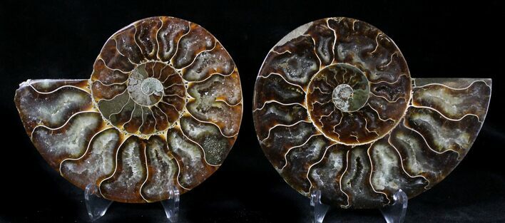 Polished Ammonite Pair - Million Years #21629